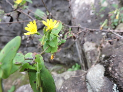 Crepidiastrum denticulatum