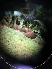 Gallirallus sylvestris