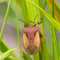 Chalcopis glandulosa