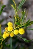 Golden Wreath Wattle - Photo (c) lamprisdimitris, some rights reserved (CC BY-NC)