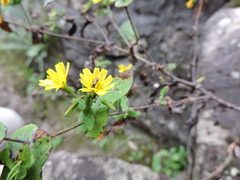 Crepidiastrum denticulatum