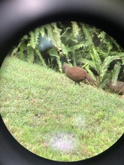 Gallirallus sylvestris