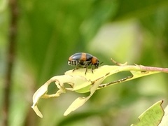 Physosmaragdina nigrifrons