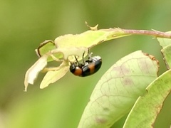 Physosmaragdina nigrifrons