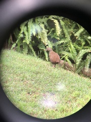 Gallirallus sylvestris