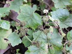 Hydrocotyle nepalensis