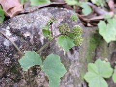Hydrocotyle nepalensis