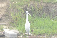 Egretta garzetta