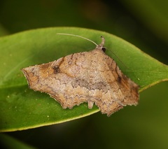 Throana pectinifer