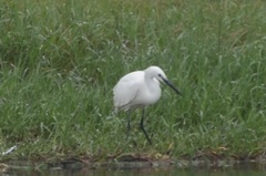 Egretta garzetta
