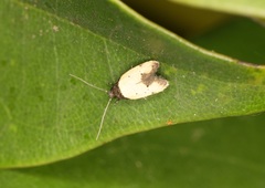 Tyrolimnas anthraconesa