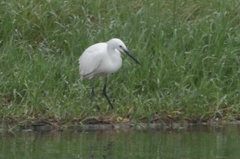 Egretta garzetta
