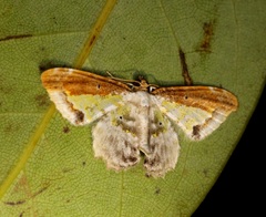 Acolutha pulchella