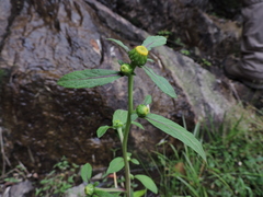 Carpesium abrotanoides