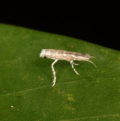 Epicephala lanceolaria