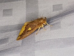 Euproctis quadrangularis