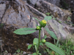 Carpesium abrotanoides