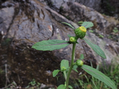 Carpesium abrotanoides