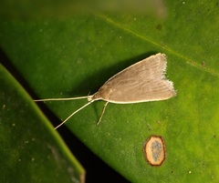 Homaloxestis multidentalis