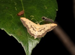 Idaea phaeocrossa