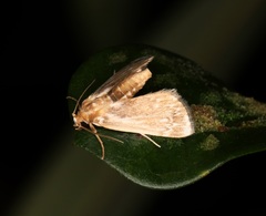 Luma