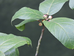 Ficus erecta