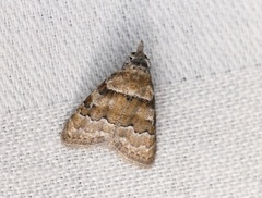 Nola bifascialis