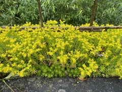 Sedum mexicanum