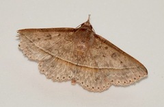 Hypospila creberrima
