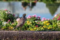 Acridotheres tristis