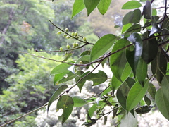 Pentaphylax euryoides