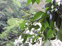 Pentaphylax euryoides