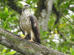 Crested Honey Buzzard photo 2