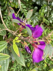 Pleroma semidecandrum