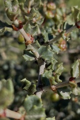 Ceanothus otayensis