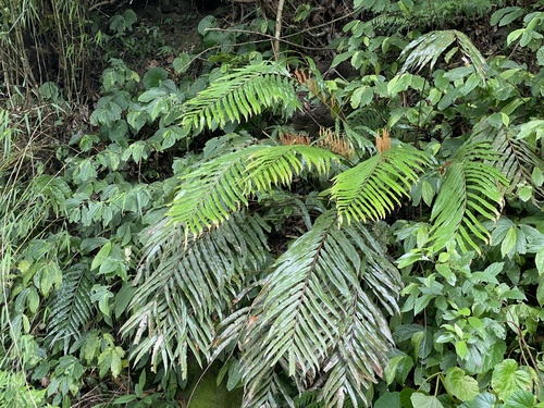 Plenasium banksiifolium