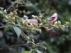 Callerya dielsiana