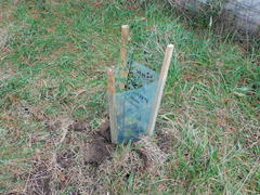 Pomaderris vacciniifolia