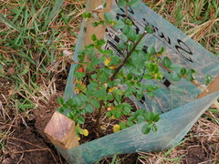 Pomaderris vacciniifolia