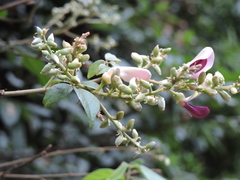 Callerya dielsiana