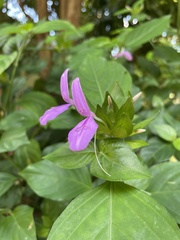 Dicliptera roxburghiana