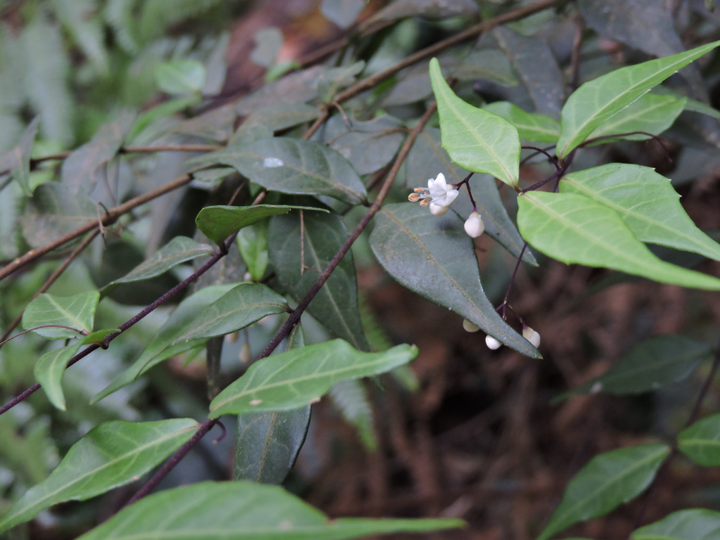 Callicarpa peichieniana