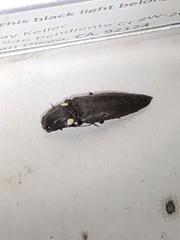 Ignelater havaniensis