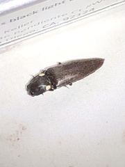 Ignelater havaniensis