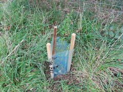 Pomaderris vacciniifolia