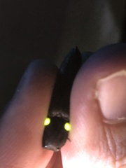 Ignelater havaniensis