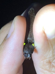 Ignelater havaniensis