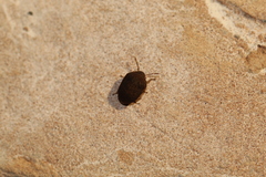 Sphyrocoris obliquus