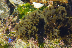 Lobophora variegata