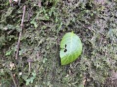 Conandron ramondioides